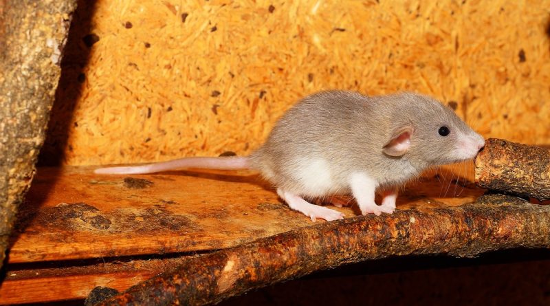 Comment se débarrasser définitivement des rats à Brest ?